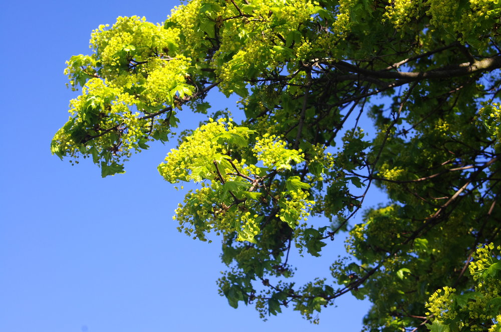 'Blue/Green/Yellow
