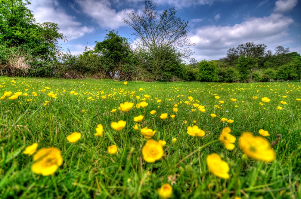 Blue sky & green field with a splash of yellow