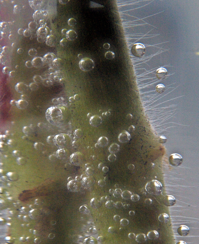 'Bubbly'