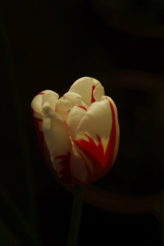 Candy stripe tulip