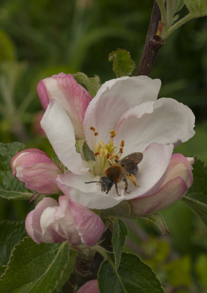 Collecting From Apple Blossom
