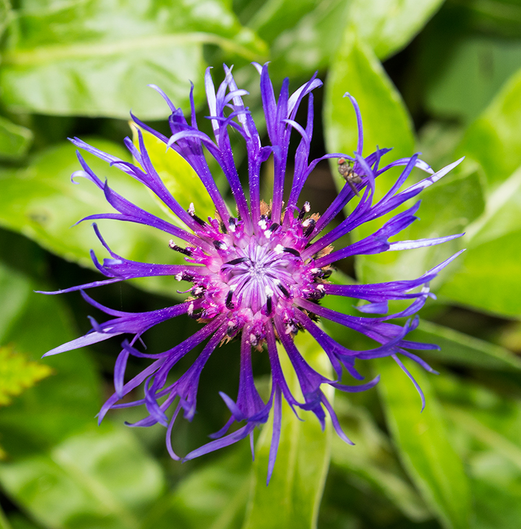Cornflower