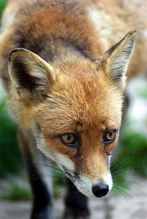 Fox