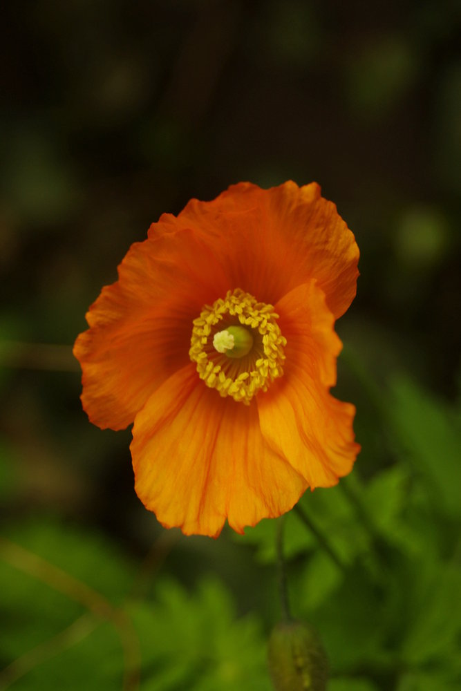 Lovely orange poppy