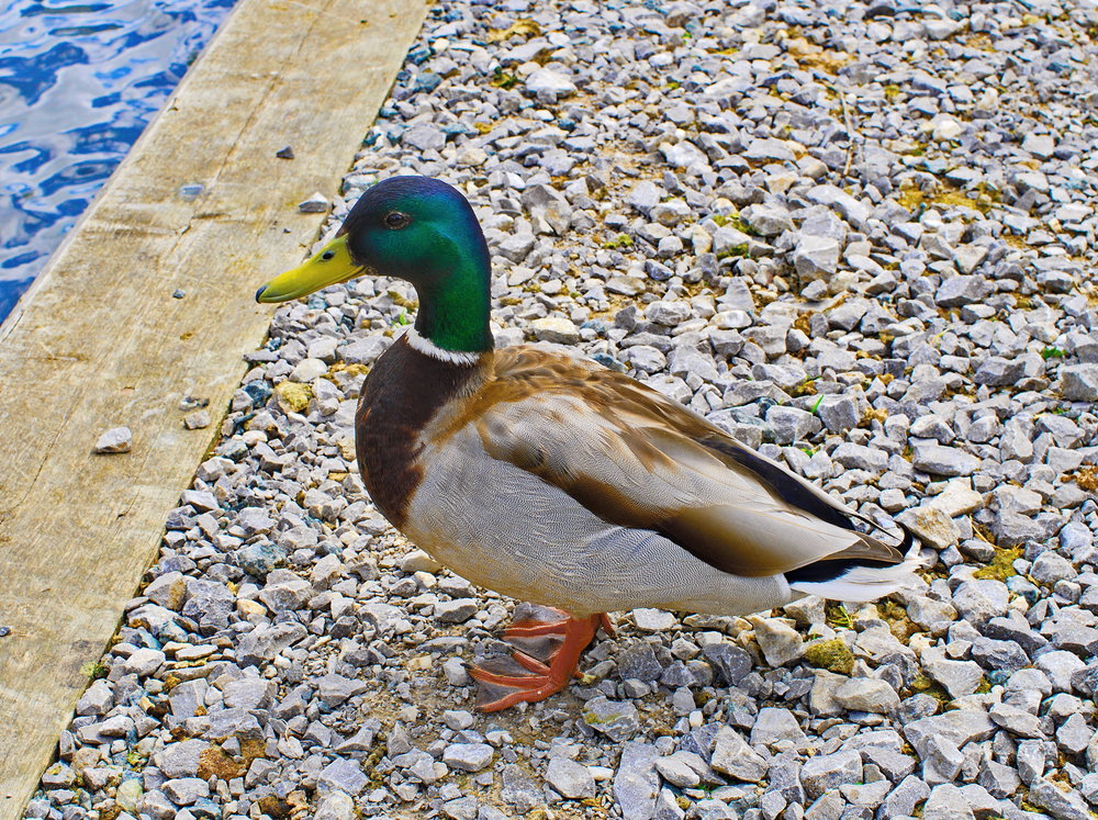 Mallard Study