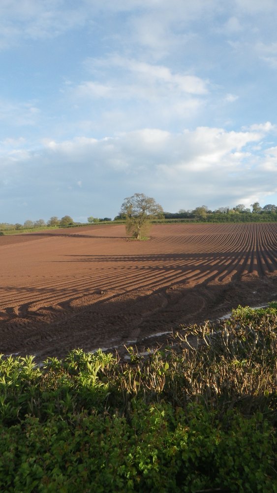 pluoghed field
