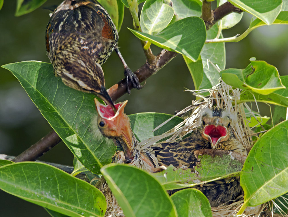 Red-winged Blackbird Feeding