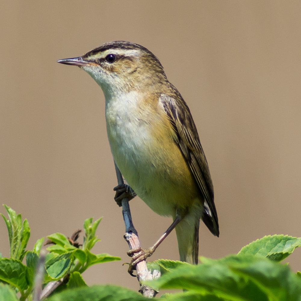 Sedge Warbler