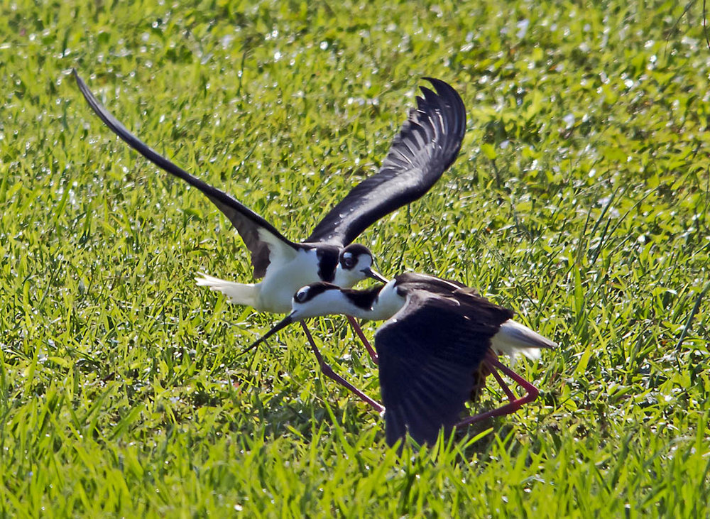 Stilt Fight