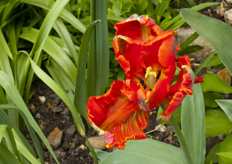 Verigated Tulip