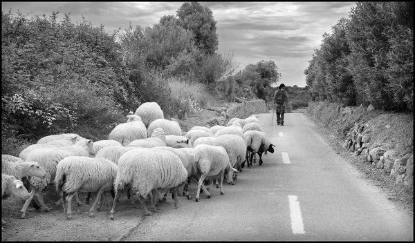 A Shepherd and his Flock