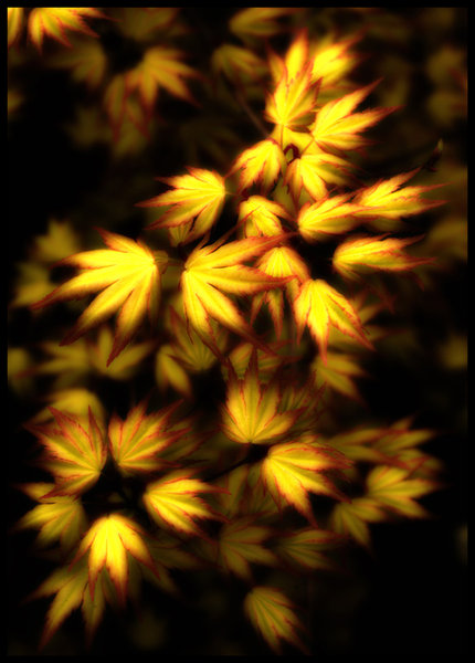 Acer