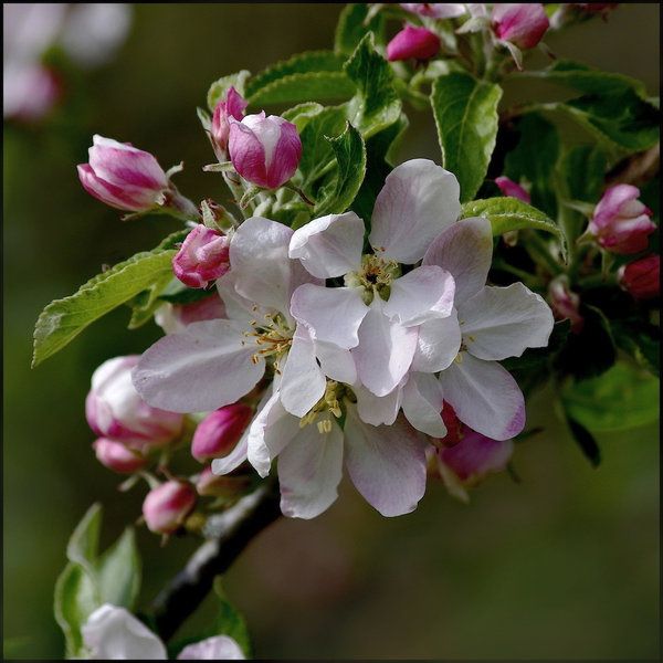 Apple blossom