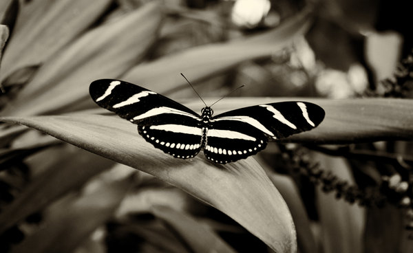 B&W Butterfly