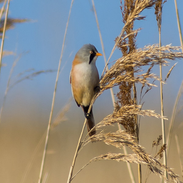 Bearded Reedling 