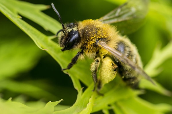 Bee macro