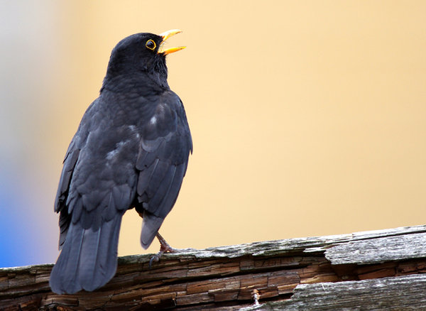 Blackbird