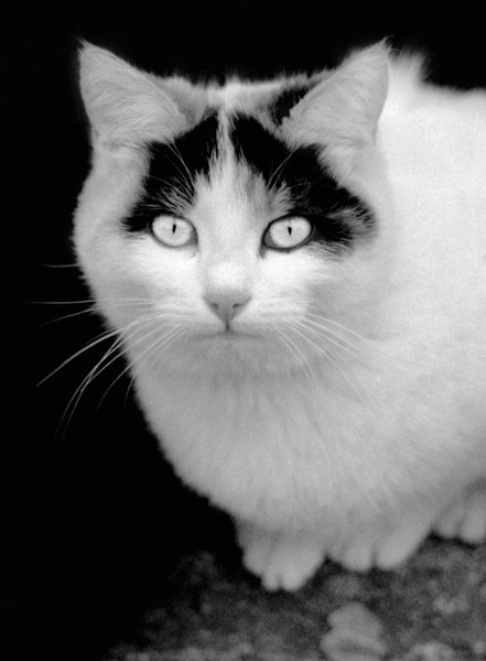 Blanche