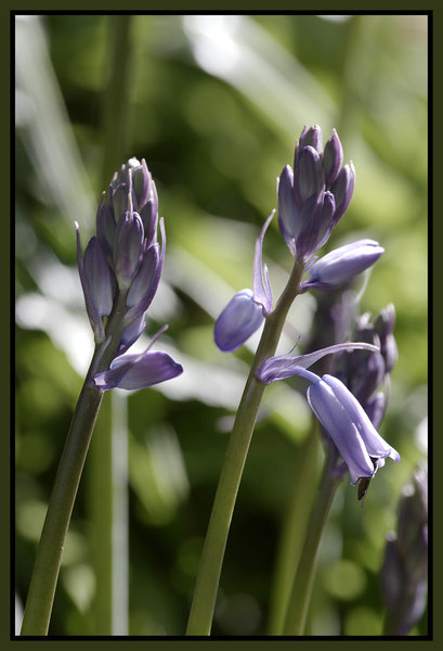 Bluebells !!!