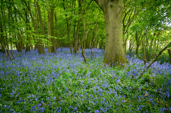 Bluebells in the woods