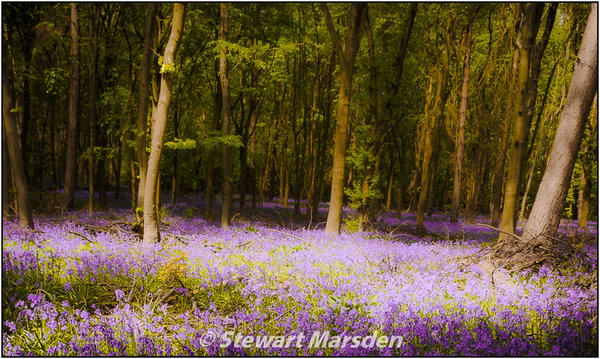 BlueBells