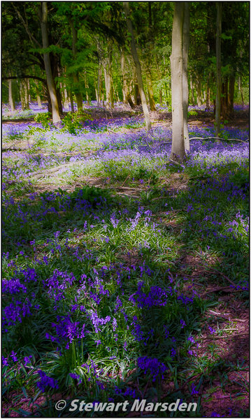 BlueBells