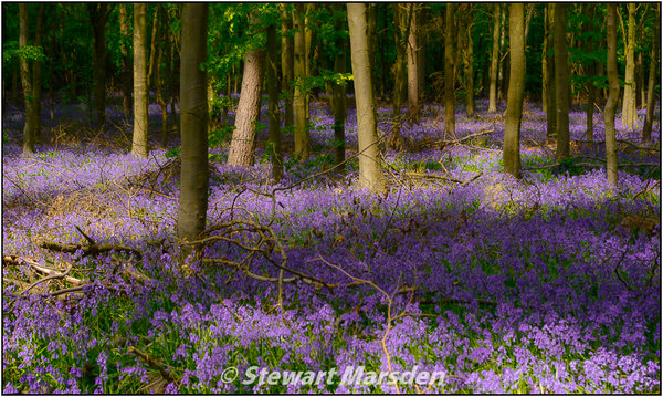 BlueBells