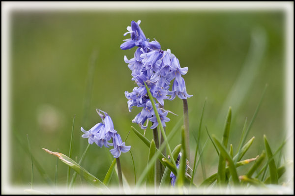 bluebells