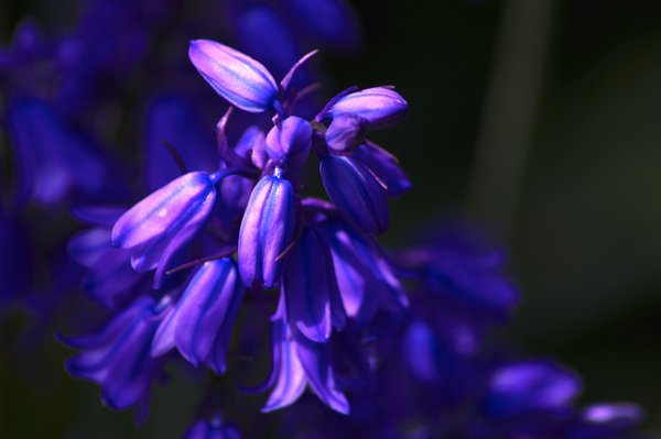 Bluebells