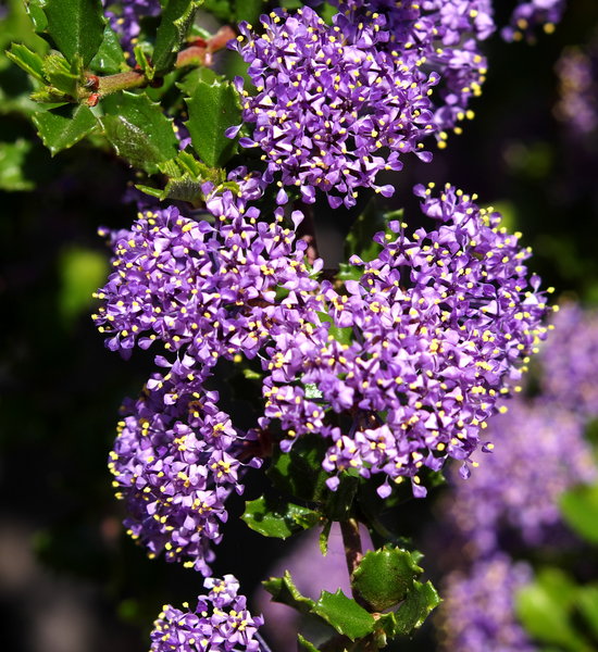 Ceanothus