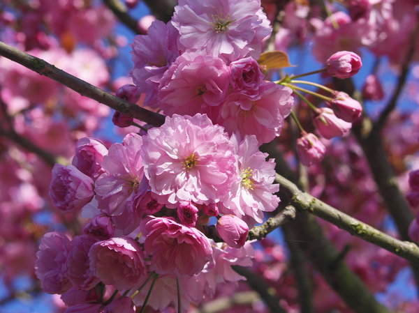 'Cherry Blossom Pink'