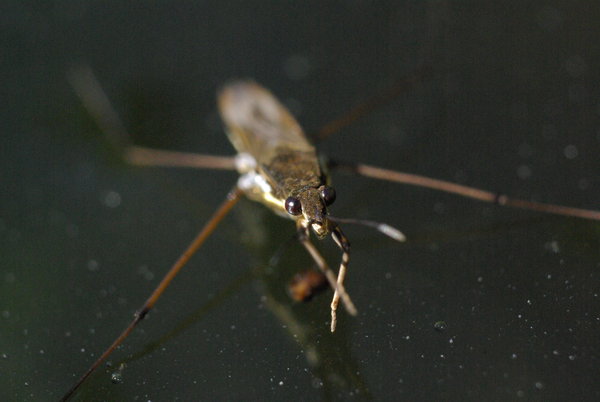 Common pond skater