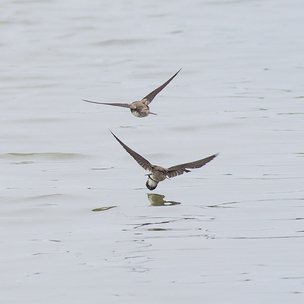 Dink on the Wing