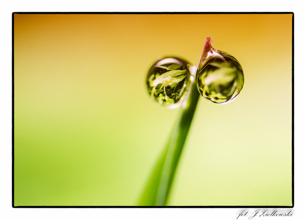 drops