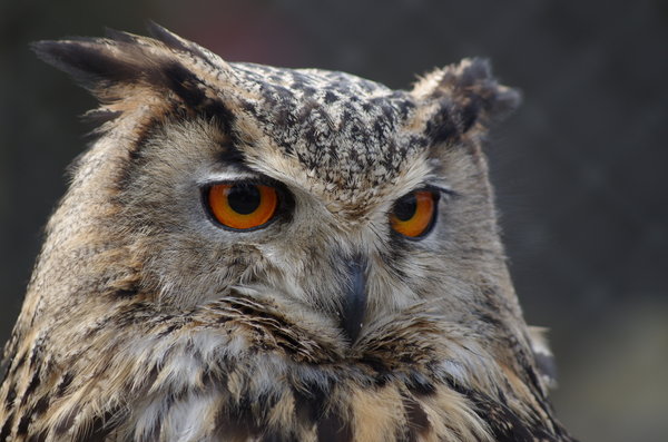 Eagle Owl