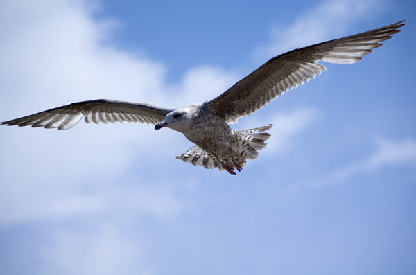 Flying gull
