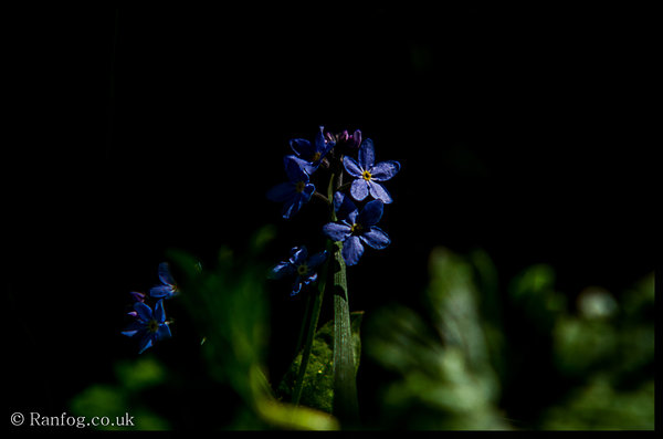 Forget Me Knots