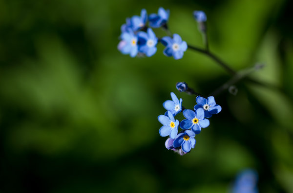 Forget me nots