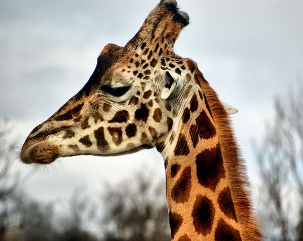 Giraffe