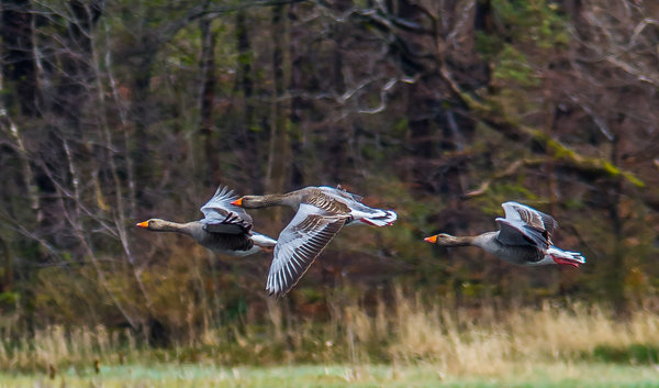 Grey Lag Geese in flight.