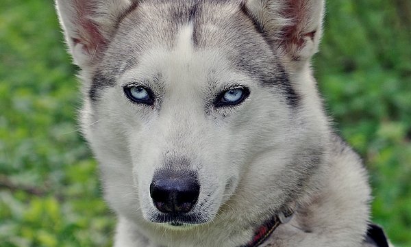Husky