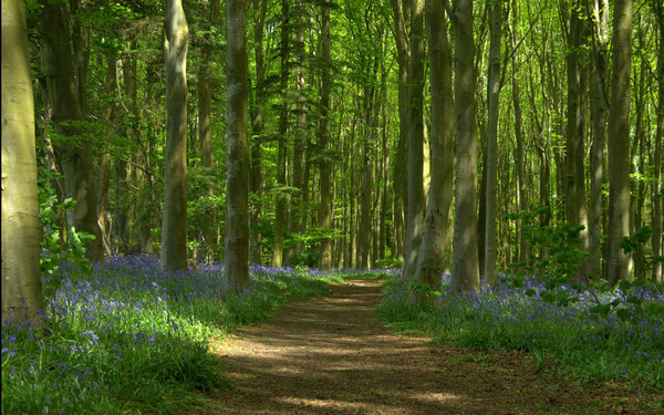 If you go down to the woods today...