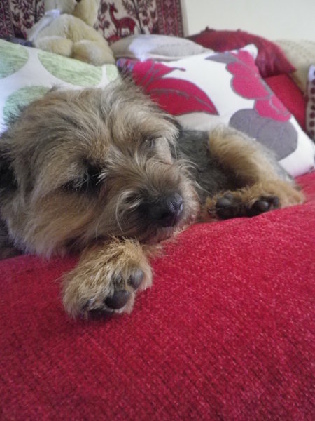 Its a dogs life.