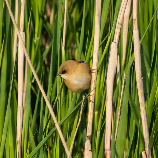 Juvinile Bearded Reedling