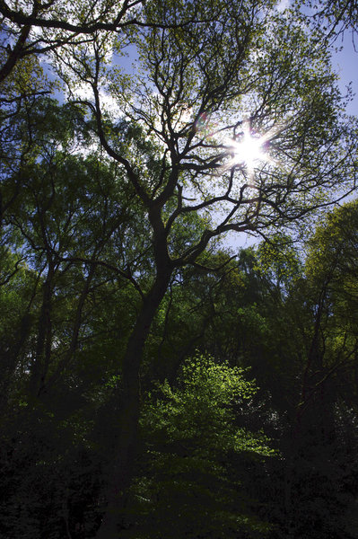 Kinver Edge