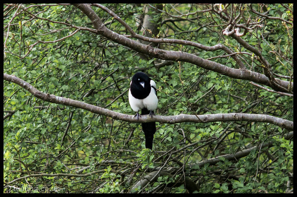 Magpie Beadyeye