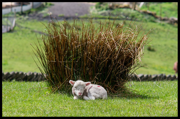 Mint Sauce