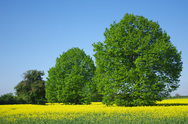 one, two, tree