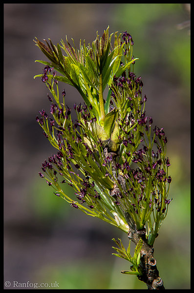Purple Nurple #2
