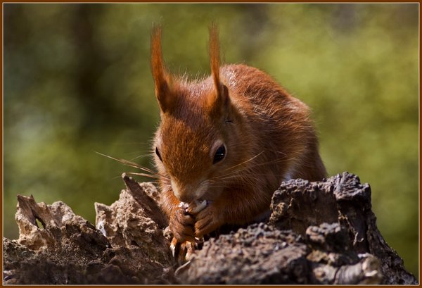 Red Squirrels on the Isle of Wight